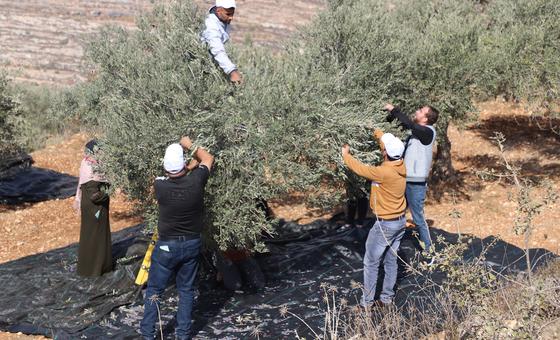 world-news-in-brief:-settler-attacks-in-the-west-bank,-madagascar-hunger-crisis,-obesity-in-europe