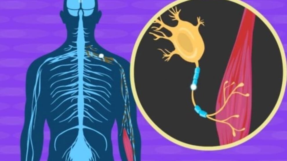 israilli-bilim-insanlari-als-hastaligini-durdurabilecek-rna-terapisi-gelistirdi