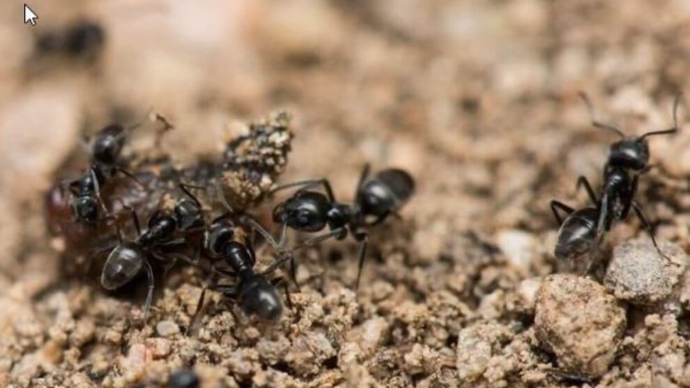 karincalar-koloniyi-korumak-icin-‘beni-oldurun’-cagrisi-yapiyor
