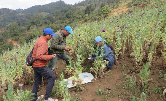 myanmar:-opium-crop-hits-10-year-high-amid-conflict-and-economic-collapse