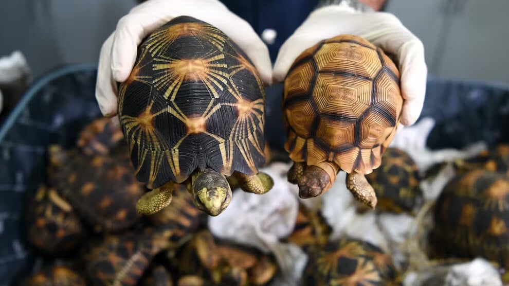 interpol:-2025’te-canli-hayvan-kacakciligi-rekor-kirdi