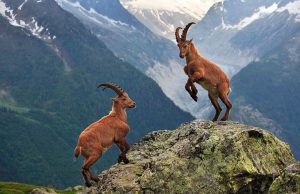 36-mountain-goats-killed-in-sirnak,-ecology-group-accuses-village-guards