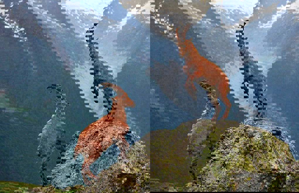 36-mountain-goats-killed-in-sirnak,-ecology-group-accuses-village-guards