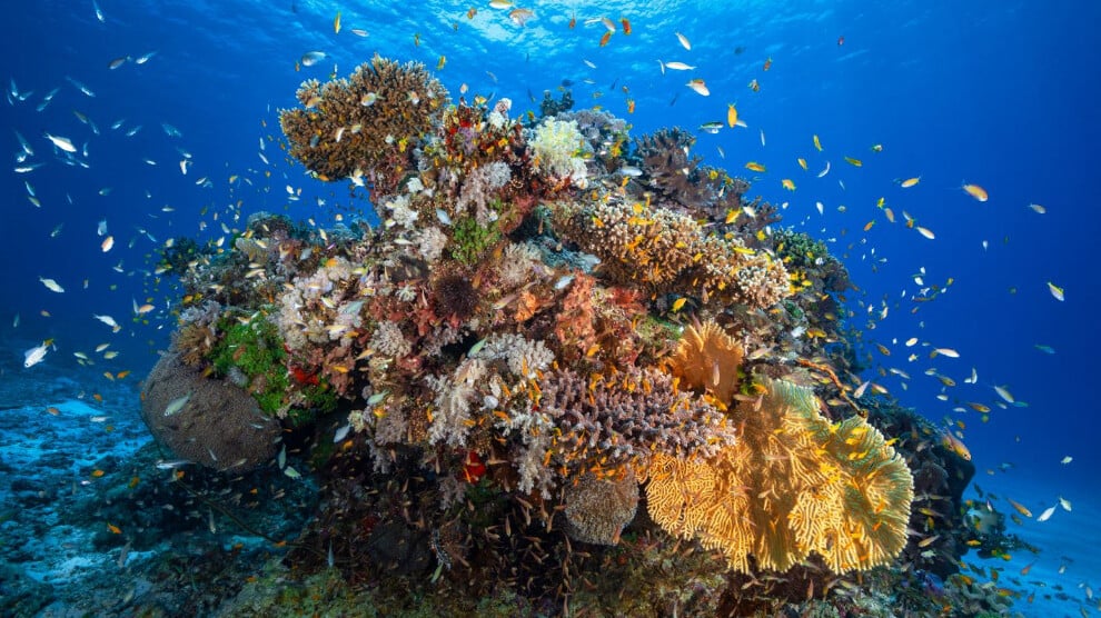 karayipler’de-mercan-resifleri-alarm-veriyor:-44-yilda-yuzde-48-yok-oldu