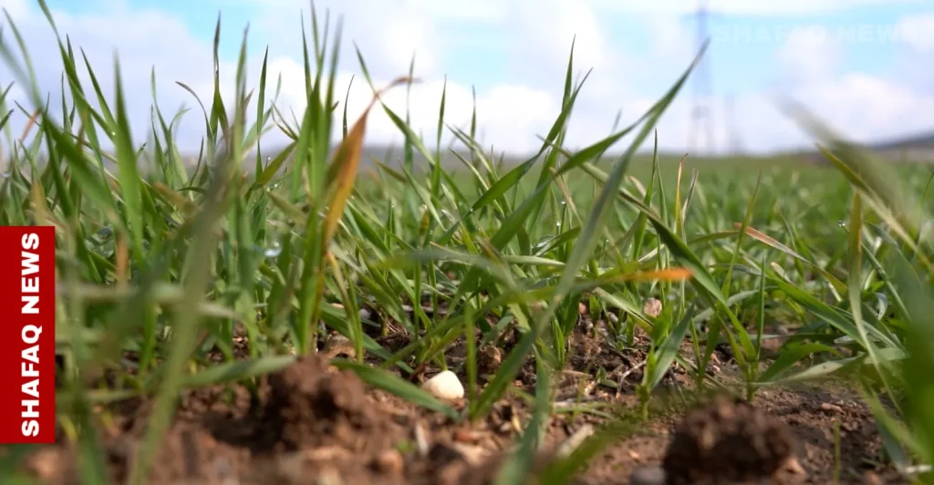 heavy-rains-boost-wheat-production-in-iraq’s-duhok-–-shafaq-news