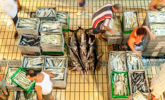 fresh-report-warns-fish-fraud-extends-to-one-fifth-of-global-catch