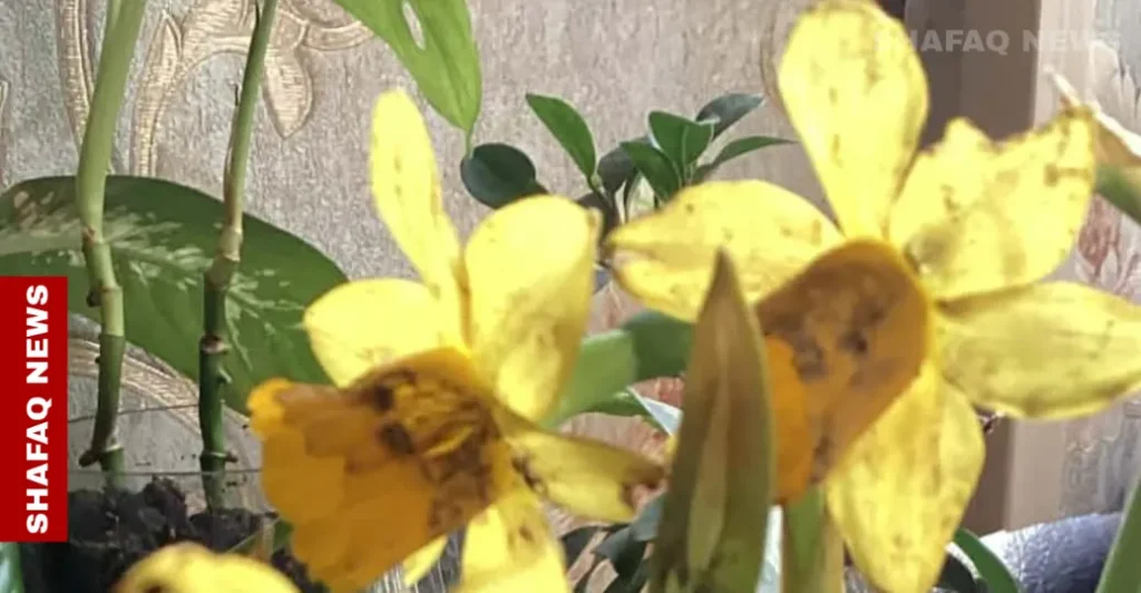 scent-of-the-soul:-how-daffodils-anchor-kurdish-memory-–-shafaq-news