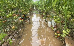 climate-crisis-at-the-table,-market-regime-in-the-fields