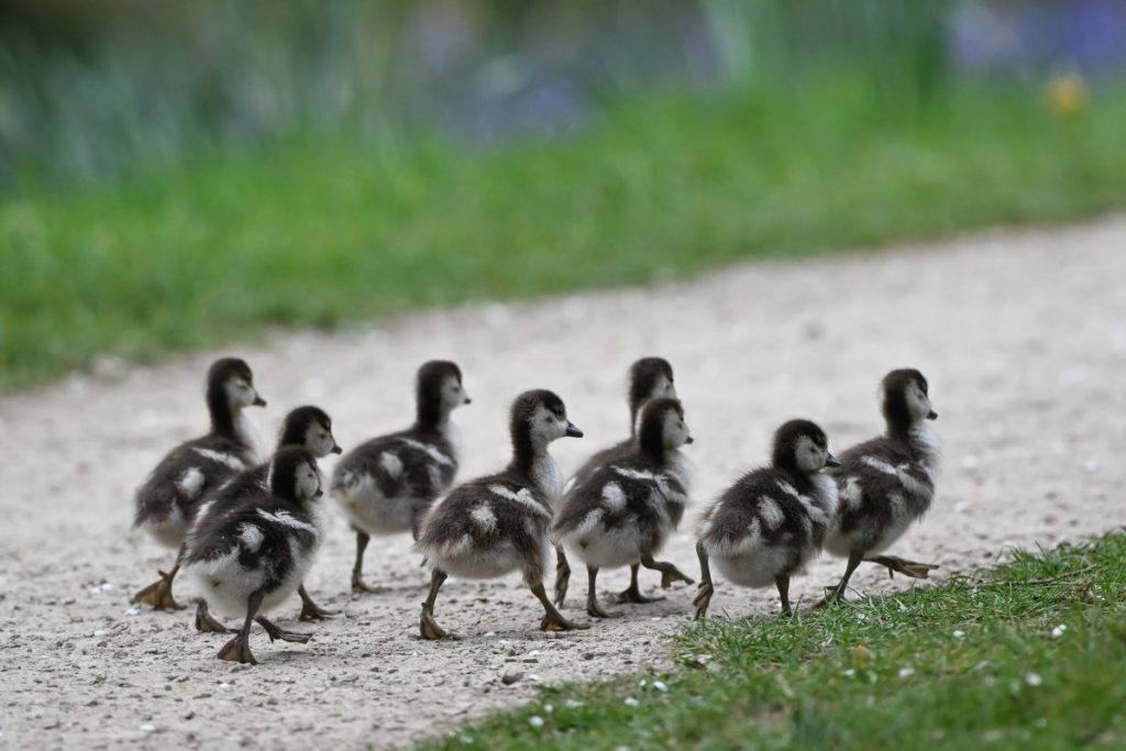 everything-we-like-is-a-psyop-|-techcrunch