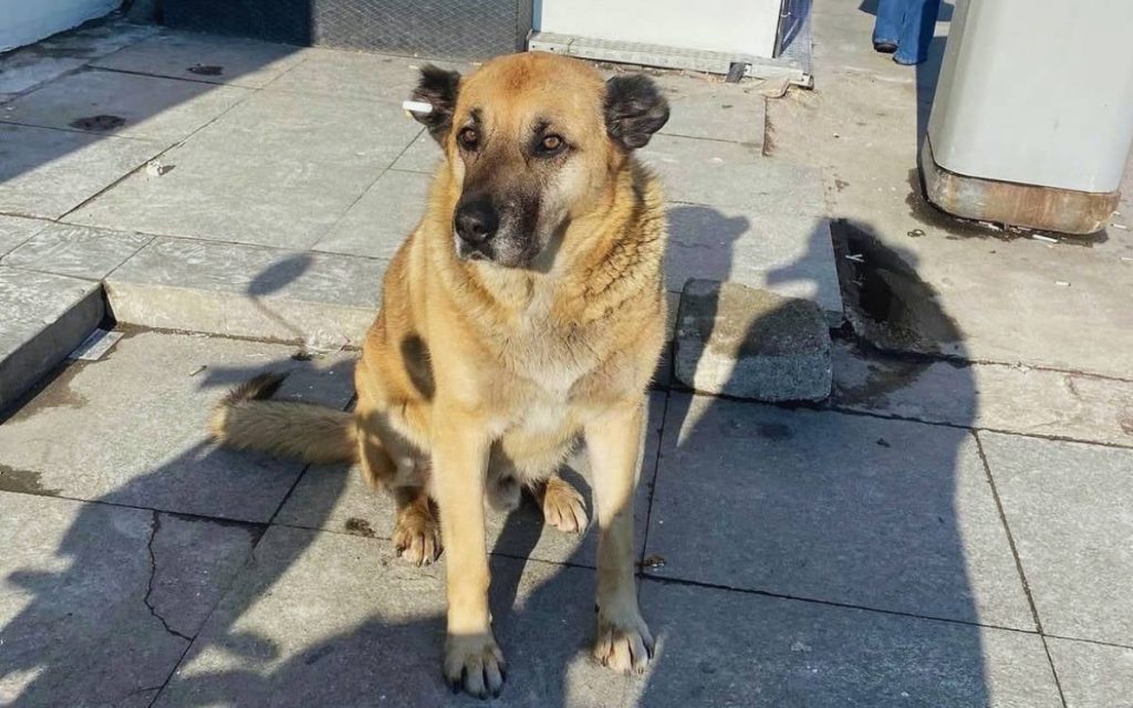 three-community-dogs-living-in-kadikoy-for-years-taken-to-shelter