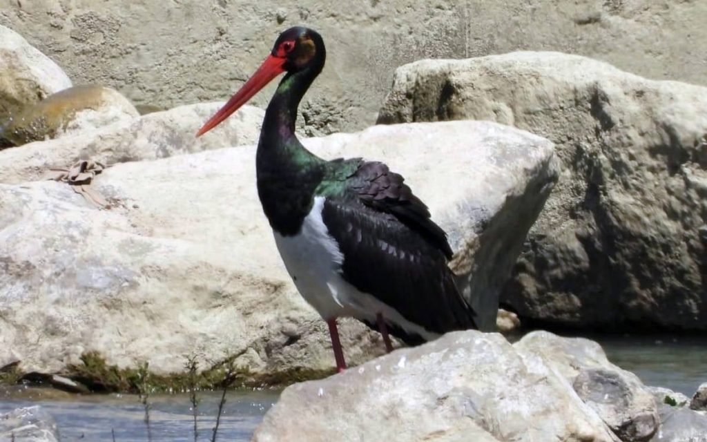 rare-black-stork-spotted-in-bartin