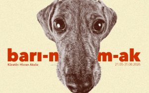 new-istanbul-art-exhibition-questions-the-meaning-of-animal-shelters
