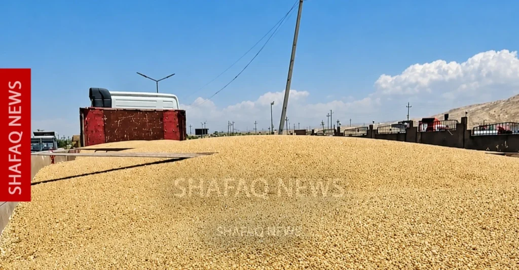 85%-of-duhok-wheat-crop-may-remain-unsold-–-shafaq-news-|-latest-breaking-news-in-iraq-and-the-world