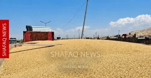 85%-of-duhok-wheat-crop-may-remain-unsold-–-shafaq-news-|-latest-breaking-news-in-iraq-and-the-world