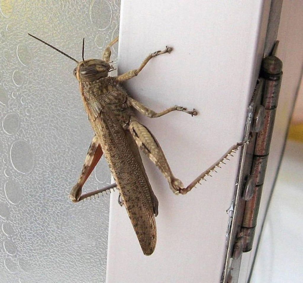 ‘no-invasion’:-expert-dismisses-social-media-fuss-over-large-grasshopper-sightings-in-istanbul
