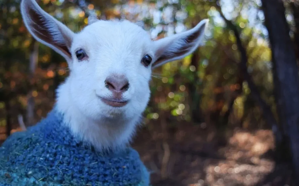 behind-the-growing-popularity-of-istanbul’s-dwarf-goat-cafes