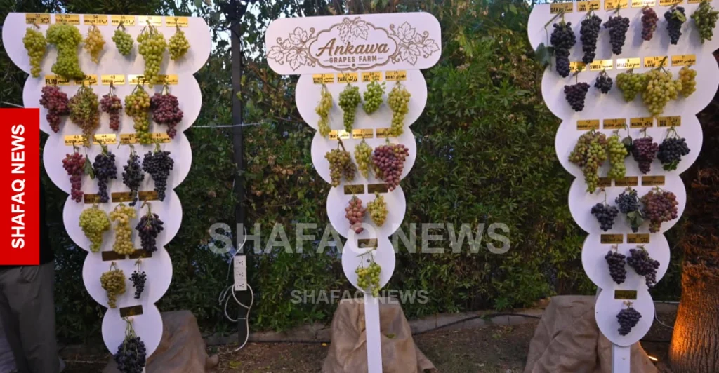 shafaq-news.fourth-“grape-basket”-festival-opens-in-ankawa