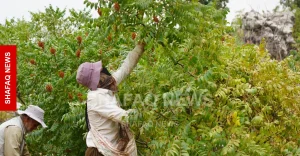 shafaq-news.3m+-trees-mark-duhok’s-sumac-harvest-season
