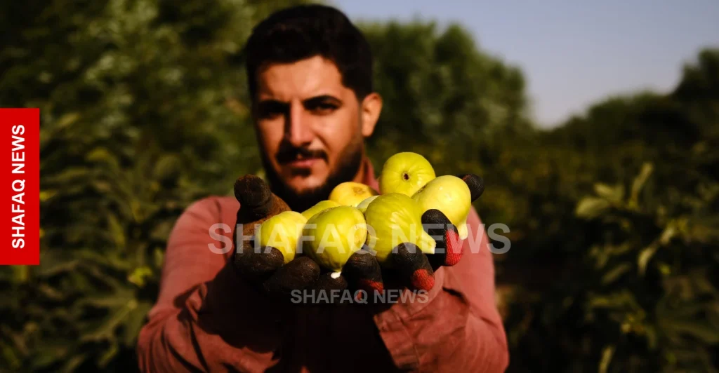 shafaq-news.akre-fig-growers-see-strong-2026-harvest