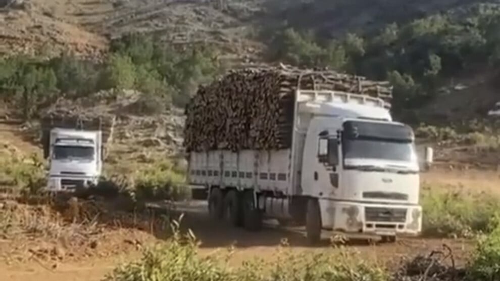 turkiye’ye-ait-sirketler-behdinan’da-agac-kiyimini-hizlandirdi