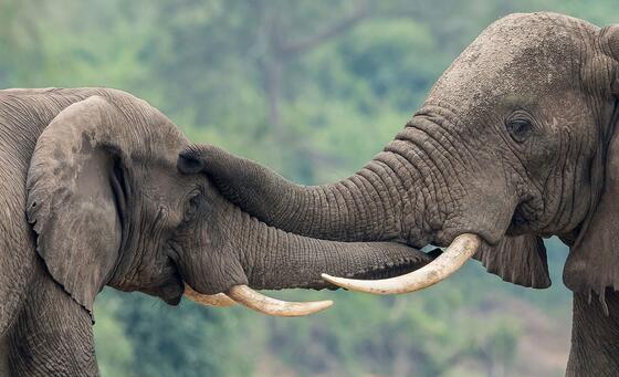 uganda’s-un-supported-wildlife-forensics-lab-turns-ivory-seizures-into-convictions