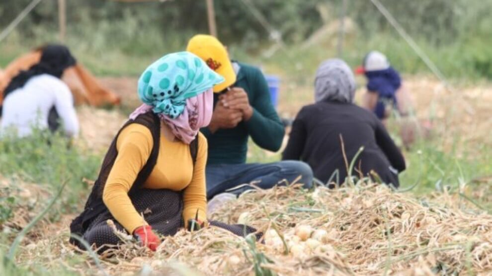 barisin-toplumsal-karsiligi:-kurt-mevsimlik-tarim-iscileri