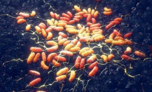 ‘no-plague-case’-in-siberia,-russia-tells-who-as-assessments-continue