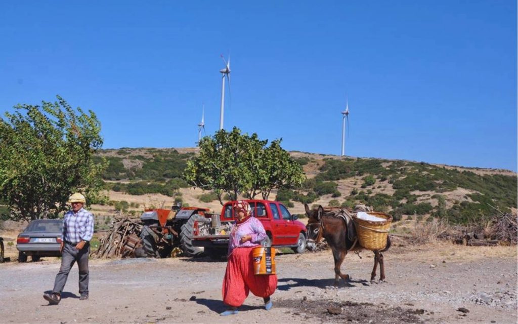 court-halts-solar-power-project-in-izmir-after-6,000-olive-trees-cut-down