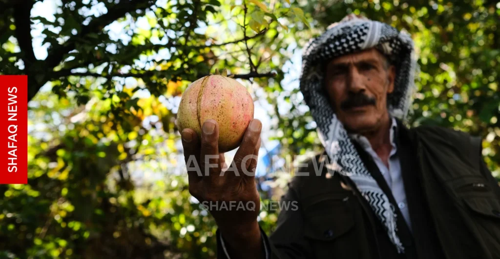 shafaq-news.rainfall-improves-hiran-pomegranate-quality-after-drought