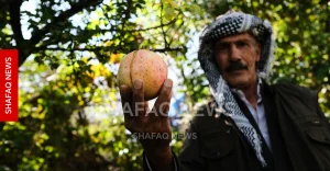 shafaq-news.rainfall-improves-hiran-pomegranate-quality-after-drought
