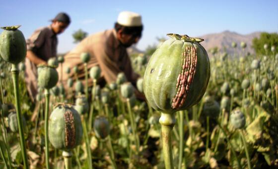 afghanistan-opium-production-jumps-fivefold-as-farmers-find-ways-round-taliban-ban